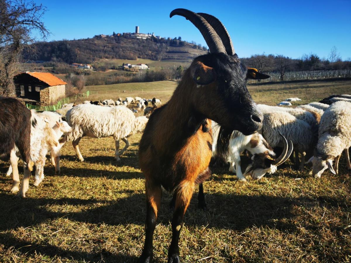 Agriturismo La Margherita San Giorgio Scarampi Exterior foto